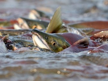На Волині з 11 квітня заборонено ловити рибу: яка відповідальність