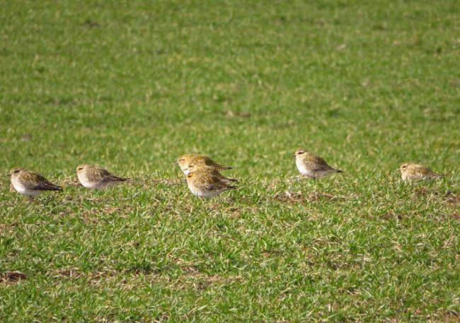 У волинському полі побачили величезну зграю рідкісних птахів. ФОТО