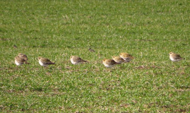 У волинському полі побачили величезну зграю рідкісних птахів. ФОТО