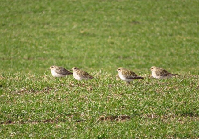 У волинському полі побачили величезну зграю рідкісних птахів. ФОТО