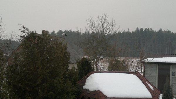 Польщу замело снігом. ФОТО. ВІДЕО