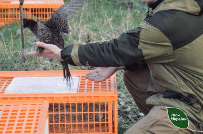 У ліси Волині випустили майже 300 фазанів. ФОТО