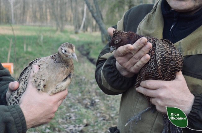 У ліси Волині випустили майже 300 фазанів. ФОТО