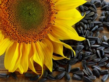 Насіння соняшника по вигідній ціні від виробника*