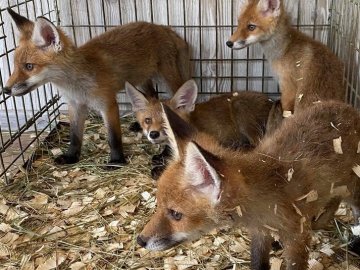 Лисенят, яких волинські зоозахисники врятували від продажу, повернуть в дику природу
