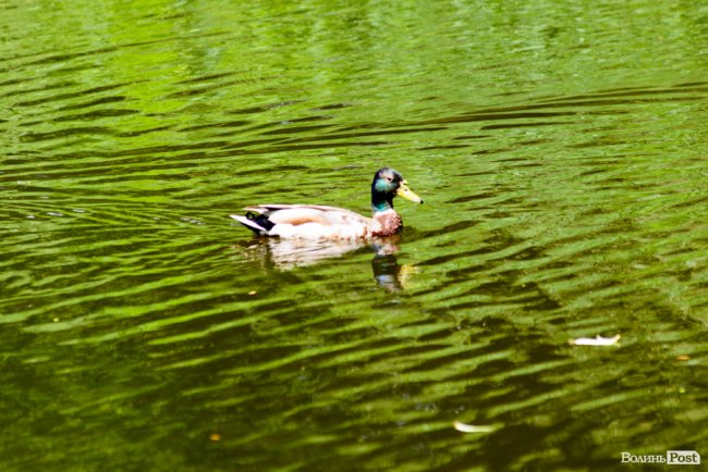 Літній день у центральному парку Луцька. ФОТОРЕПОРТАЖ