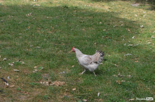 Тушки ворон і курячий послід: лучанин нарікає на безлад поблизу гуртожитків. ФОТО