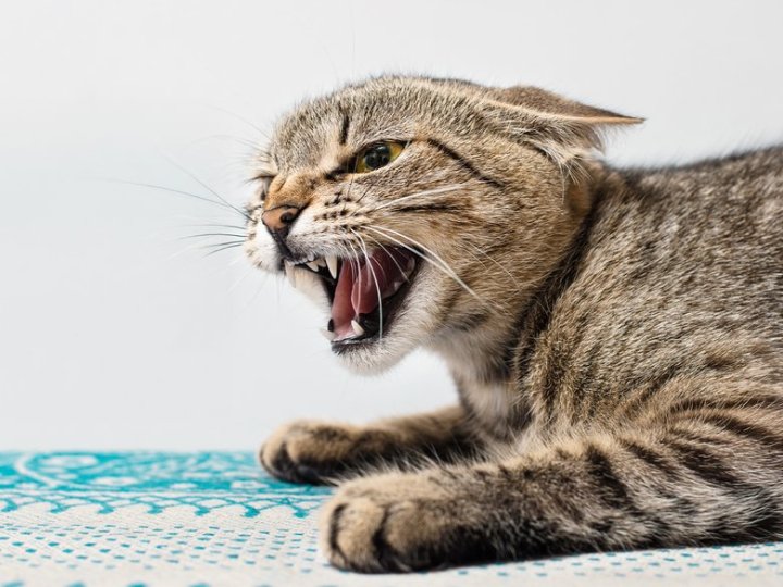 Постраждали п'ятеро людей: у селі на Волині через сказ у бродячого кота ввели карантин 