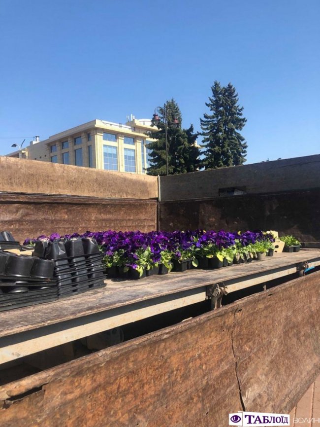 У центрі Луцька почали висаджувати квіти. ФОТО