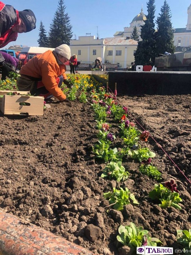У центрі Луцька почали висаджувати квіти. ФОТО