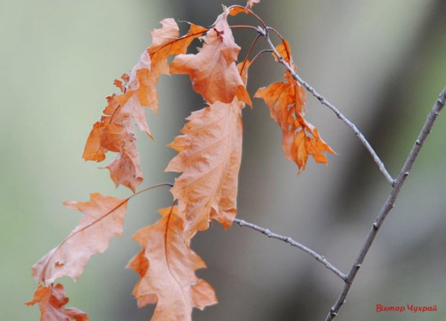 Морозний ранок у Луцьку: атмосферні фото