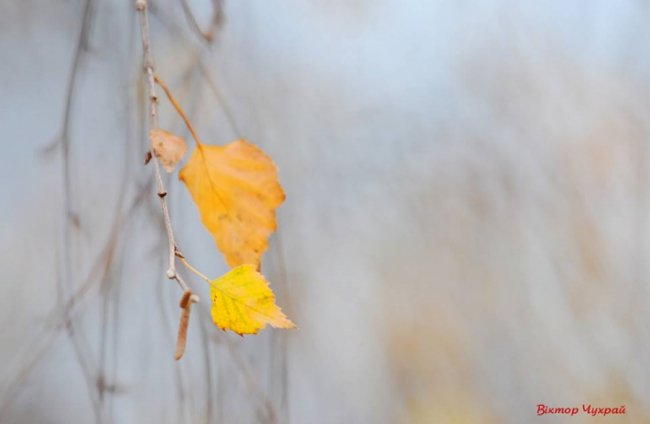 Морозний ранок у Луцьку: атмосферні фото