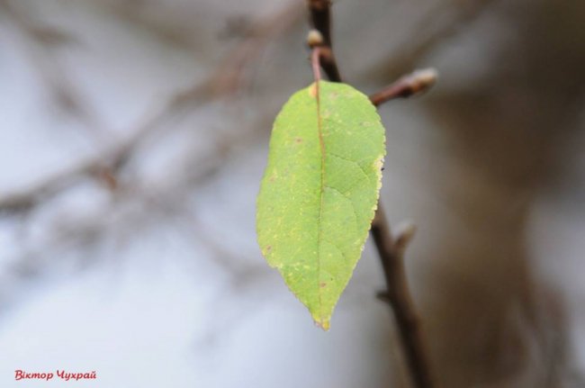 Морозний ранок у Луцьку: атмосферні фото