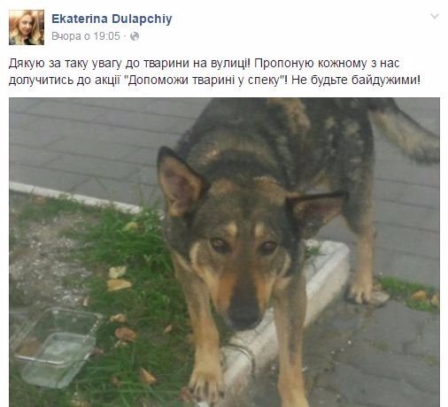 Не будь байдужим - допоможи тварині у спеку