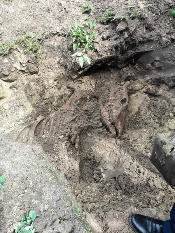 Волиняни на своєму городі знайшли рештки людини. ФОТО