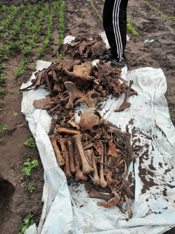 Волиняни на своєму городі знайшли рештки людини. ФОТО