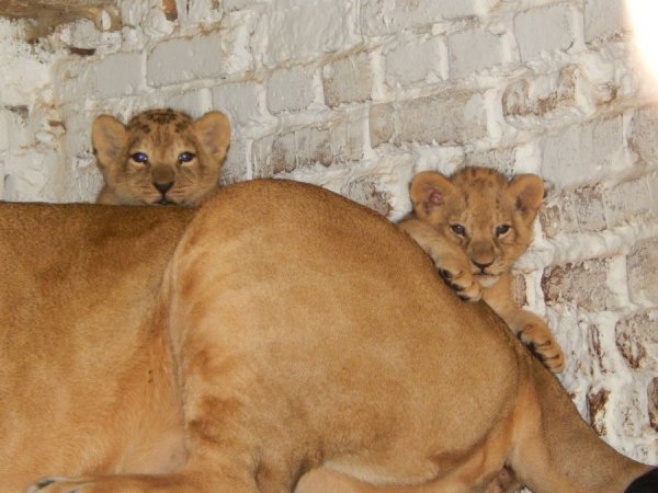  Малюки харчуються маминим молоком і пізнають навколишній світ.