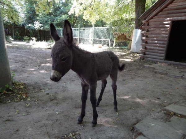  Віслючок Лєра. Первісток у новоствореної пари віслюків, яких привезли до нас минулого року. Це наша Лєра - через кілька годин після народження. Вона ще невпевнено тримається на ніжках.