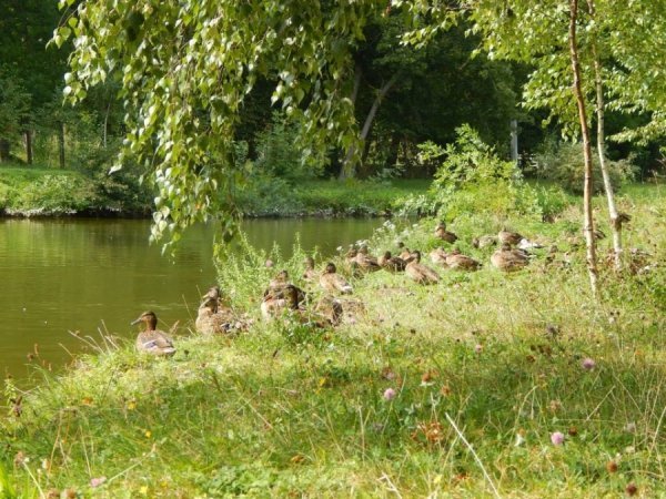 І вже другий місяць щоденно бачимо у нас більше 20-ти диких качок.