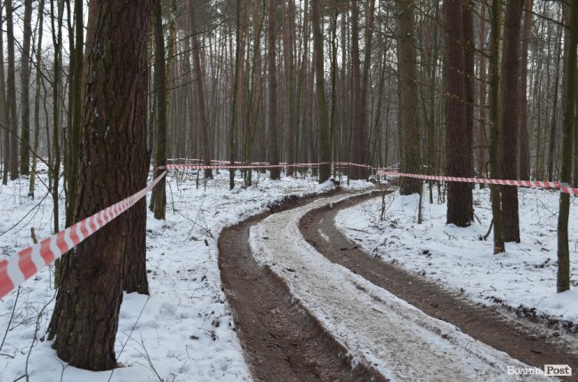 Жнива у зимовому лісі: як на Волині заготовляють деревину. ФОТО