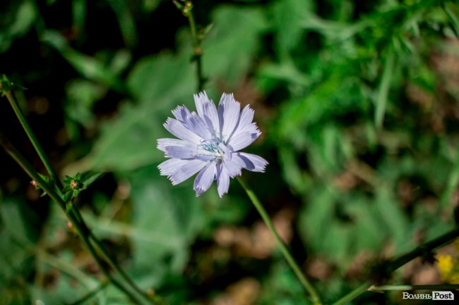 Літо у луцькому парку. ФОТО