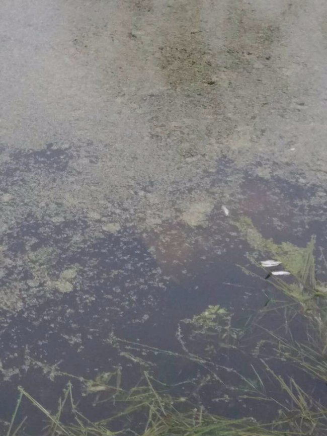 Муніципали показали, як виловлювали смітники з канави. ФОТО