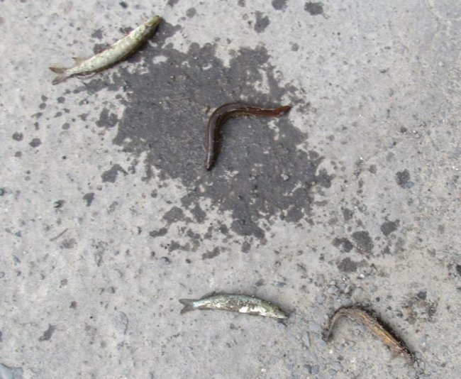 На Турійщині викрили двох чоловіків, які ловили рибу забороненим знаряддям. ФОТО