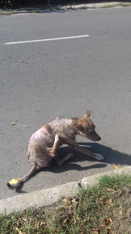 На Волині просять врятувати собаку, яка вже майже повністю без шерсті. ФОТО