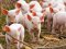 Боротьба з чумою свиней у Хотешові: дезінфікували 200 дворів