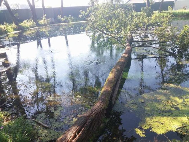 На Волині в знаменитому джерелі - дохла форель