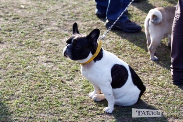 Луцький іподром перетворився на справжнє царство тварин. ФОТО