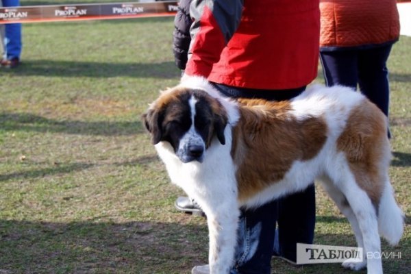 Луцький іподром перетворився на справжнє царство тварин. ФОТО