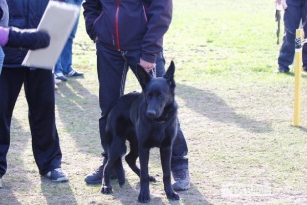 Луцький іподром перетворився на справжнє царство тварин. ФОТО
