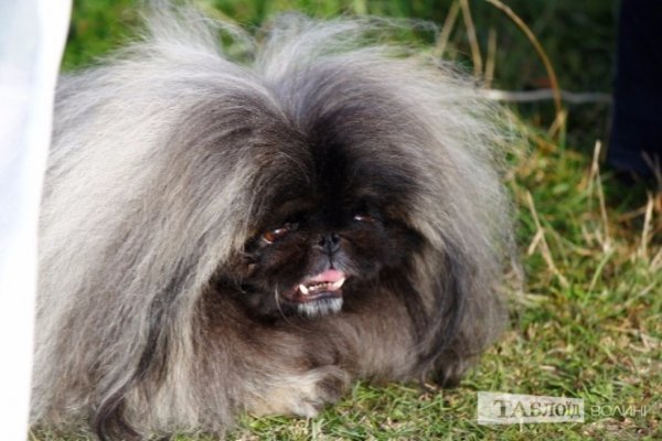 Луцький іподром перетворився на справжнє царство тварин. ФОТО