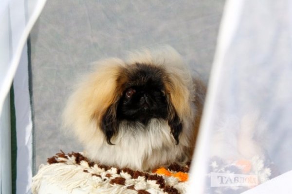 Луцький іподром перетворився на справжнє царство тварин. ФОТО