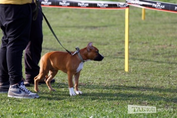 Луцький іподром перетворився на справжнє царство тварин. ФОТО