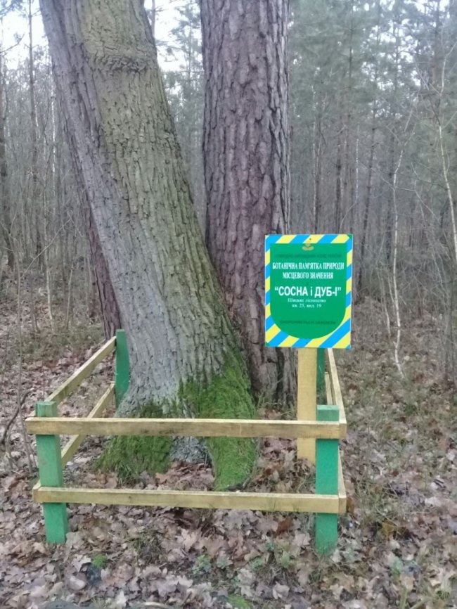 У лісі на Волині – унікальна ботанічна пам'ятка природи. ФОТО