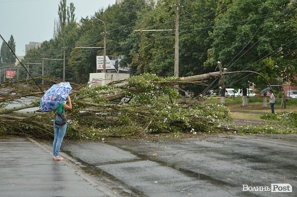 У Луцьку вітер звалив дерево на стовп: лінії електропередач валяються на дорозі. ФОТО. ОНОВЛЕНО
