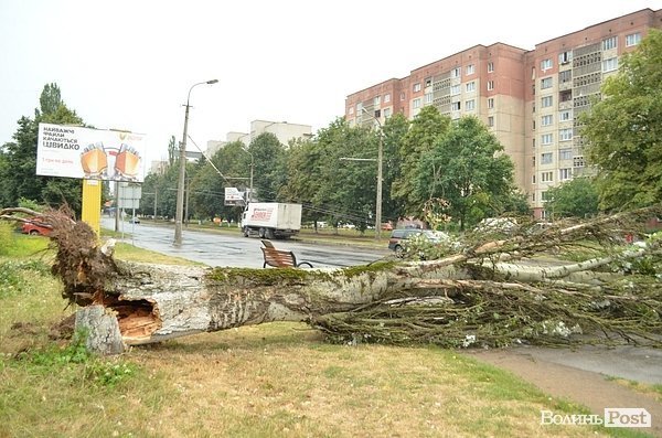 У Луцьку вітер звалив дерево на стовп: лінії електропередач валяються на дорозі. ФОТО. ОНОВЛЕНО