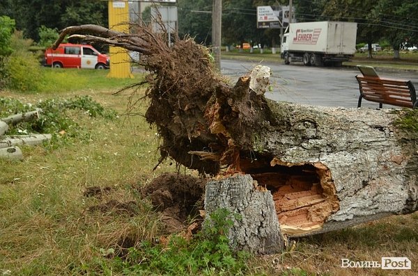 У Луцьку вітер звалив дерево на стовп: лінії електропередач валяються на дорозі. ФОТО. ОНОВЛЕНО