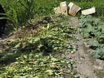 Операція «Мак»: у Ковельському районі поліцейські вилучили незаконні посіви 