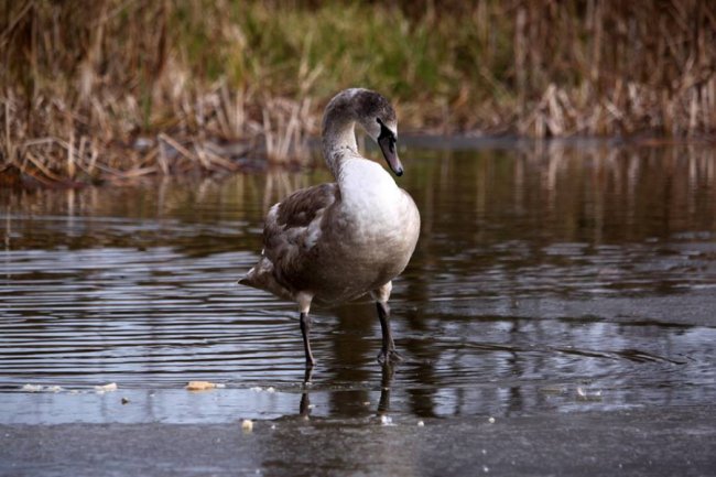 Як на волинському озері зимують лебеді. ФОТО