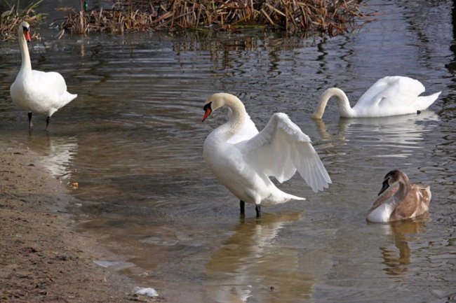 Як на волинському озері зимують лебеді. ФОТО