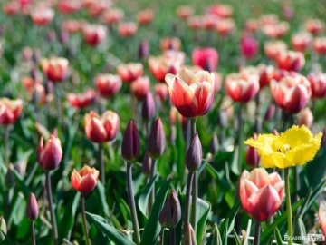 За скільки можна купити тюльпани та інші квіти на фестивалі «Волинська Голландія»