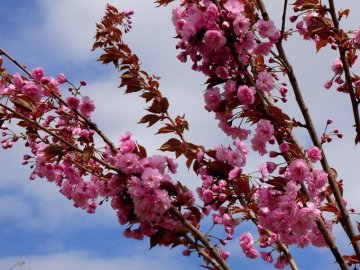 У волинському місті хочуть створити алею сакур