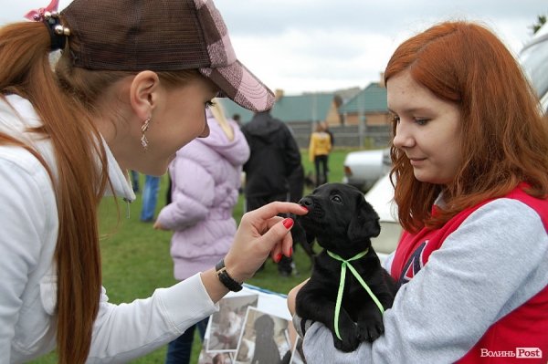 У Луцьку влаштували собаче свято. ФОТО