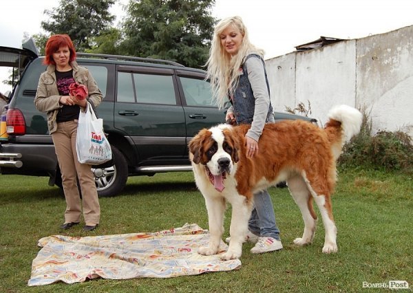 У Луцьку влаштували собаче свято. ФОТО