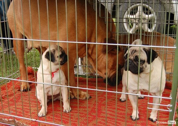 У Луцьку влаштували собаче свято. ФОТО