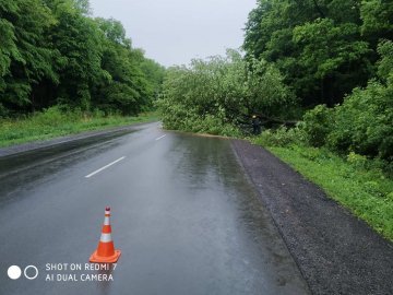 На Волині дерево впало на дорогу і заблокувало проїзд. ФОТО