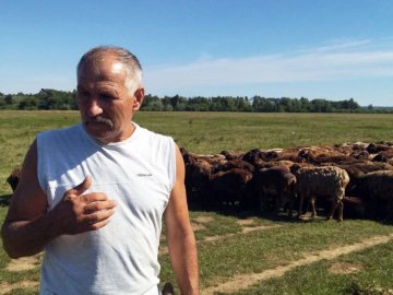 Більше сотні тварин загинули: вівчар пригнав з Донеччини на Волинь врятованих овець